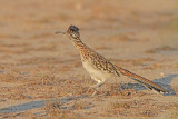 Greater Roadrunner 