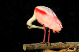 Roseate Spoonbill