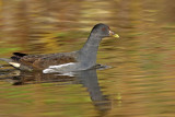 Common Moorhen