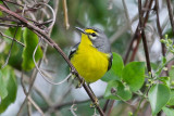 Adelaide Warbler 