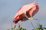 Roseate Spoonbill