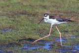 Black-necked Stilt 