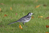 White/Pied Wagtail