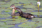 Pied-billed Grebe