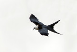 Swallow-tailed Kite