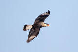 Crested Caracara