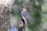 Red-bellied Woodpecker