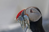 Atlantic Puffin