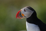 Atlantic Puffin