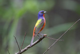 Painted Bunting