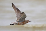 Bar-tailed Godwit