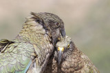 Kea