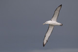 White-capped Albatross