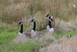 Canada Goose