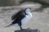 Pied Shag