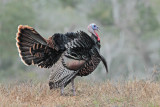 Wild Turkey