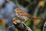 Fox Sparrow