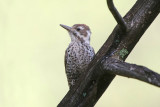 Arizona Woodpecker 