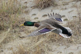 Mallard