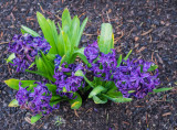 Neighborhood Flowers in Early Spring 2014 03 (Mar) 30