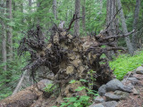 U.S.A., Oregon, East of Mount Hood, Gumjuwac Trailhead to Lookout Mountain 2014 08 (Aug) 16