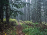Bell Creek Trail, Columbia Gorge, Oregon, U.S.A 2014 11 (Nov) 05