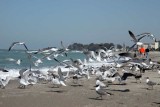 The Venice Beach birds