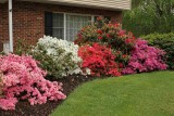 Our Azaleas (448)