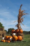 Invading pumpkins come in various colors and sizes.