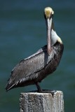 Bayside Pelican (735)