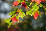 Maples Changing Colors