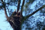 Marco Islands Eagles