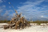 A man-made conch bush on Tigertail Beach.