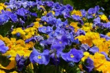Pansy Colors Brighten the Day
