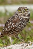 The Burrowing Owls of Marco Island