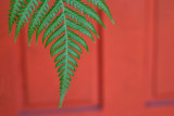 Complementary Fern & Door