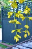 Flowing Yellow Blooms #2
