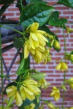Flowing Yellow Blooms #1
