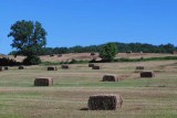 Along Apple Grove Road