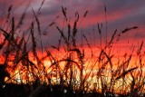 Sunset Through the Grasses