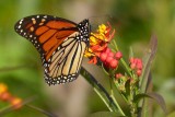 Butterflies, Bees & Blooms (32)