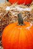 The Frost IS on the Pumpkin