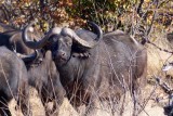 Hwange National Park
