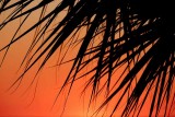 Palm Branches at Sunset