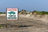 Turtle Crossing on Ocean Drive 
