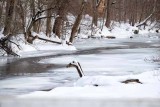 I Saw It: The Loch Ness Monster of the Brandywine!