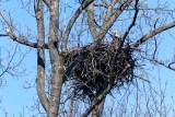 The East Brandywine Eagle Nest