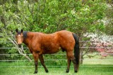 Horse and Dogwood