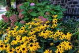 Summer Blooms on the Streets of West Chester