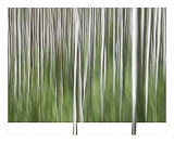 15-IMG_8032-aspen impressions.jpg